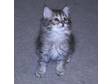 Fabulous Male Pixie Bob Kitten available in SHEFFIELD.....