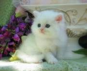 Blue Eyed Persian Kittens Now Available