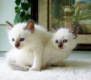 Balinese kittens for sale