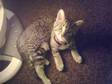 13 Week Old Tabby Kitten. Cute And Playful. Friendly....