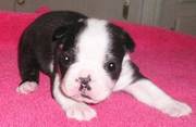 Lovely Boston Terrier Puppies For Sale