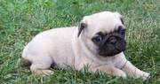 Home Trained Pug puppies for sale