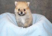 Pomeranian Puppies For Lovely Homes