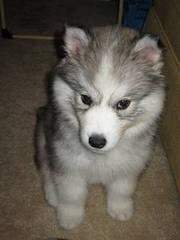 sweet male and female siberian husky puppies