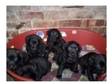 black labrador puppie girl. dogs for sale black labrador....