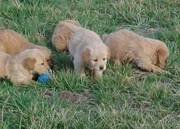 Charming white female and brawn male golden retriever puppies for sal