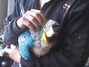 HAND REARED BABY MACAWS FOR SALE
